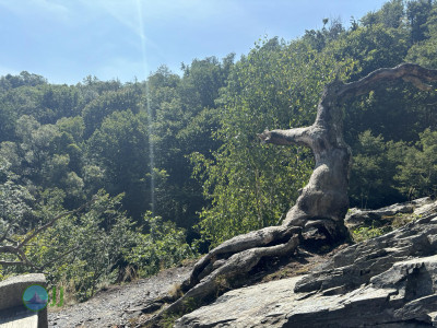 Harzer-Hexen-Stieg - Day 3 - From Neuwerk to Thale