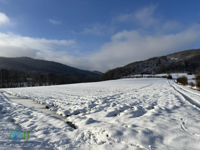 Nideggen - Heimbach loop Hiking (11-01-2025)