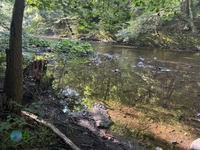 Harzer-Hexen-Stieg - Day 3 - From Neuwerk to Thale
